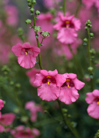 Diascia barberae 'Ruby Field'